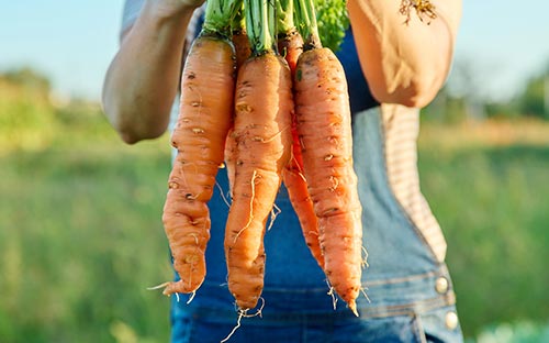 Farmer holds up a bunch of freshly picked carrots